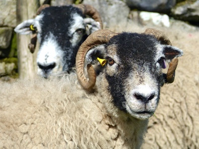 Yorkshire Dales Sheep